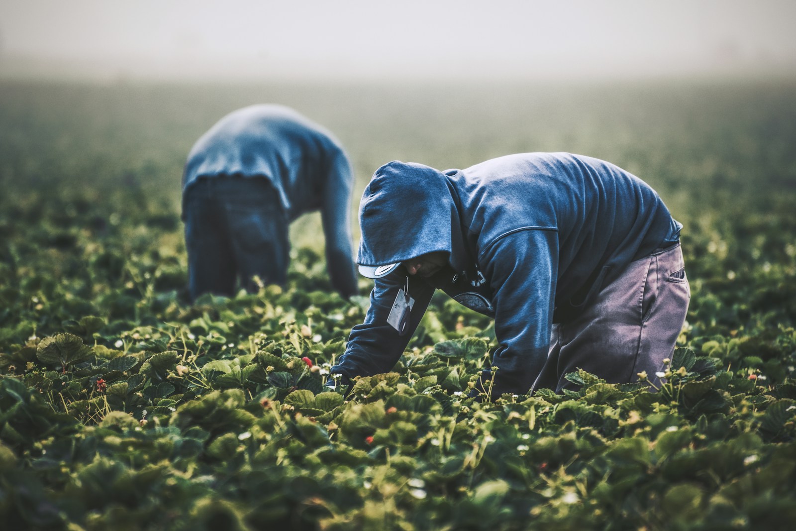 Fruit Picker Jobs With Visa Sponsorship In Canada